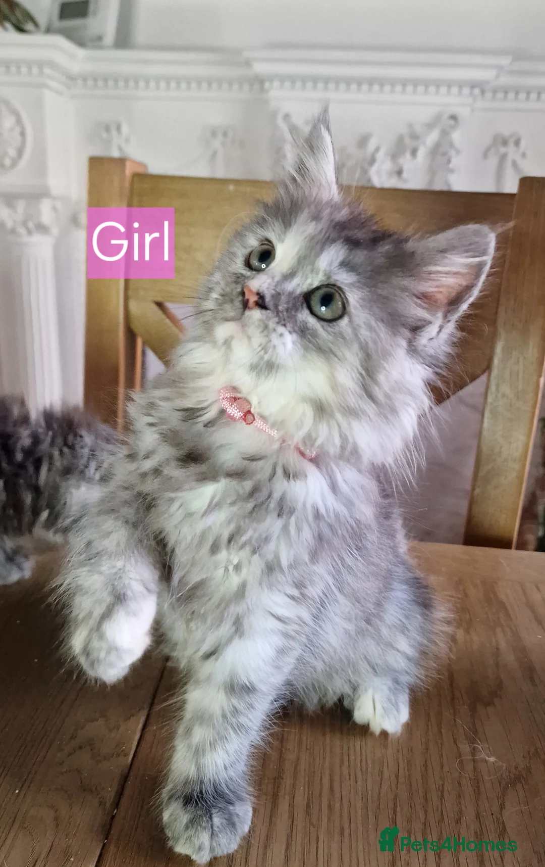 Maine Coon cats for sale: 3 maine coon kittens ready in Bury - Advert 35