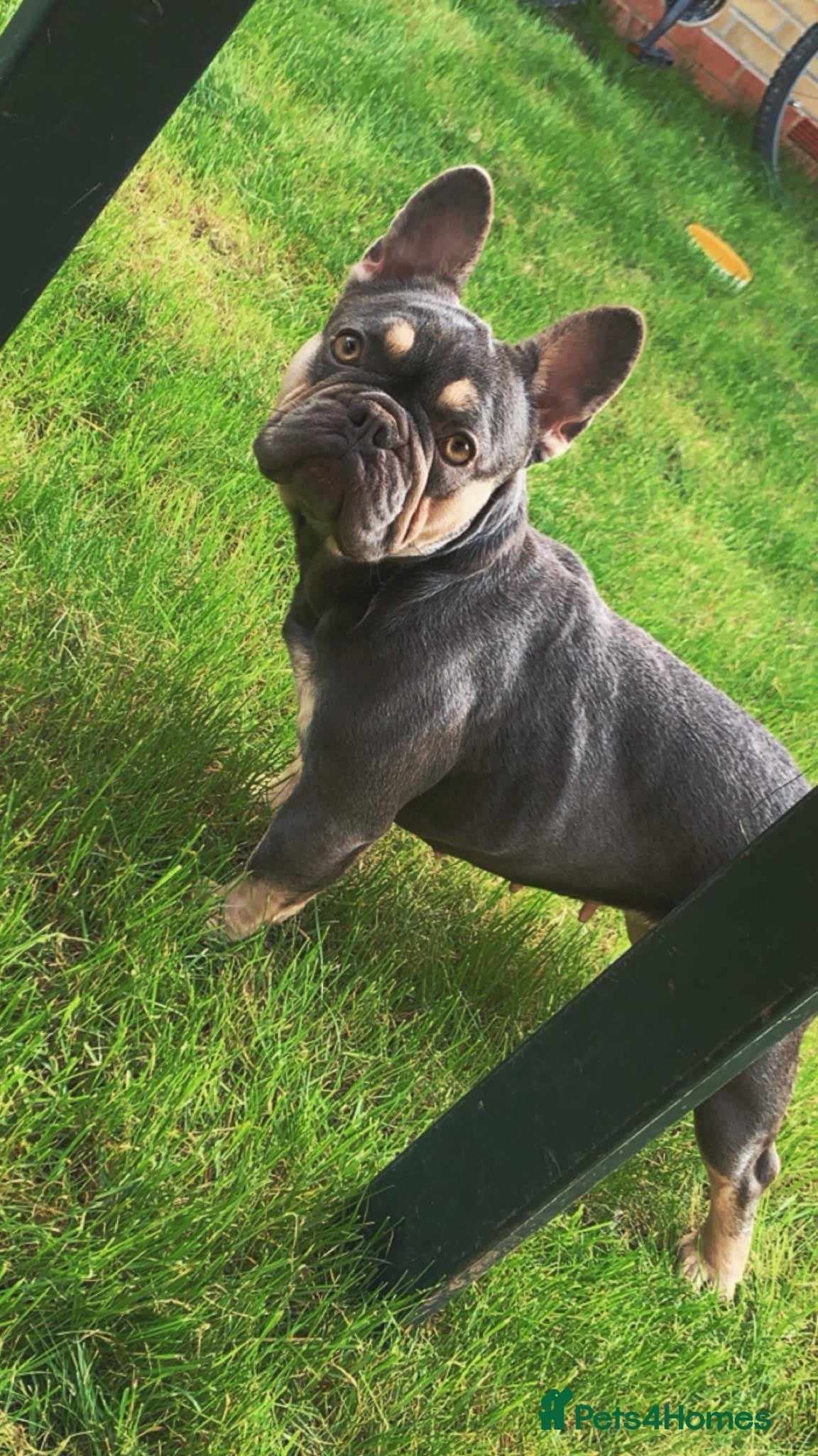 French Bulldog dogs Lilac & Tan little lady 💕 - Advert 1