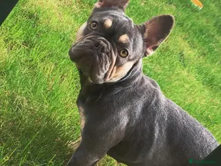 French Bulldog dogs Lilac & Tan little lady 💕 - Advert 1
