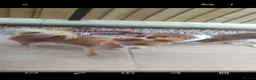 Mixed Breed dogs for sale: Beautiful fur babies  - Advert 15