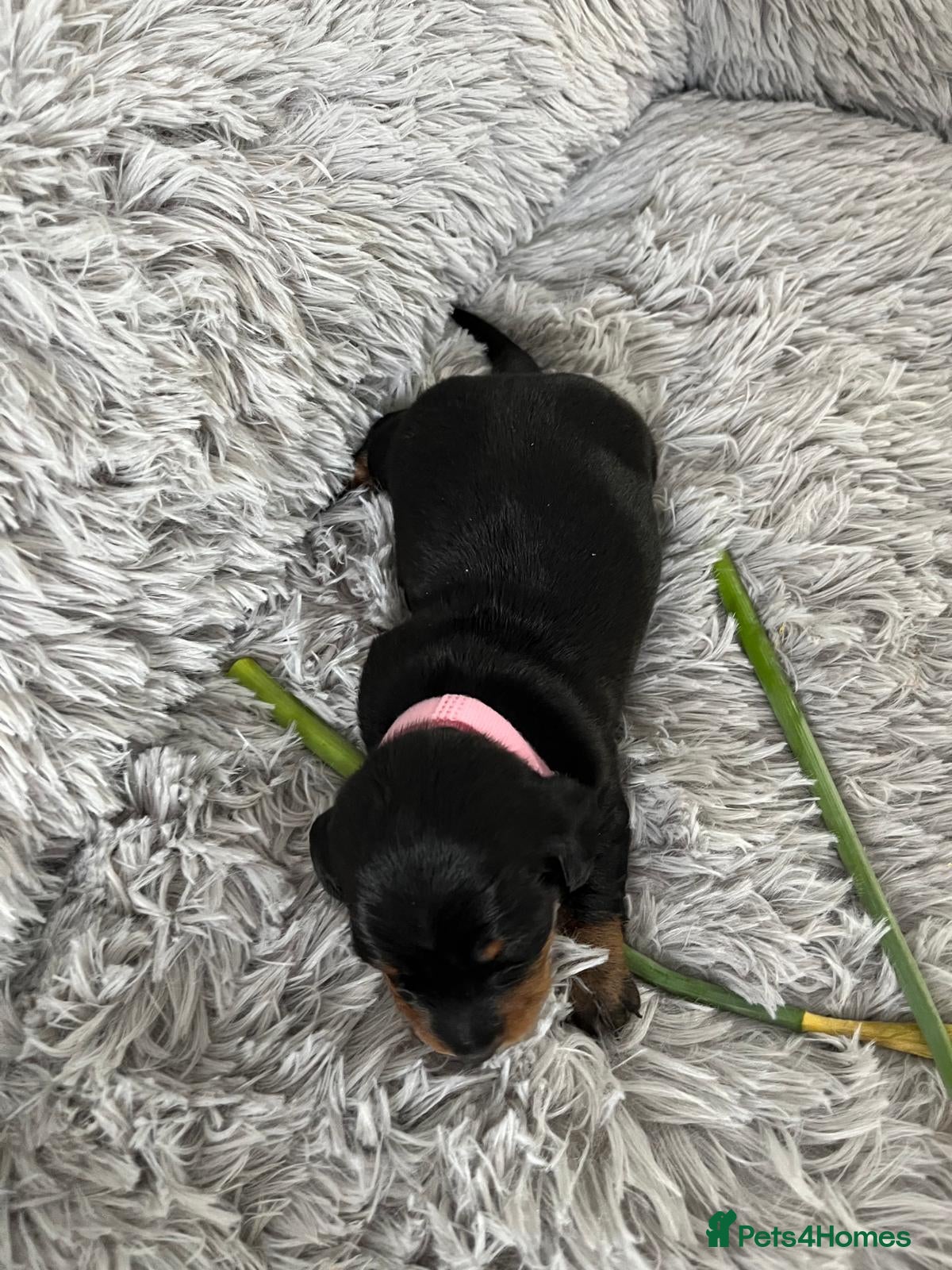 Miniature Dachshund dogs Miniature Dachshund  in Mountain Ash - Advert 1