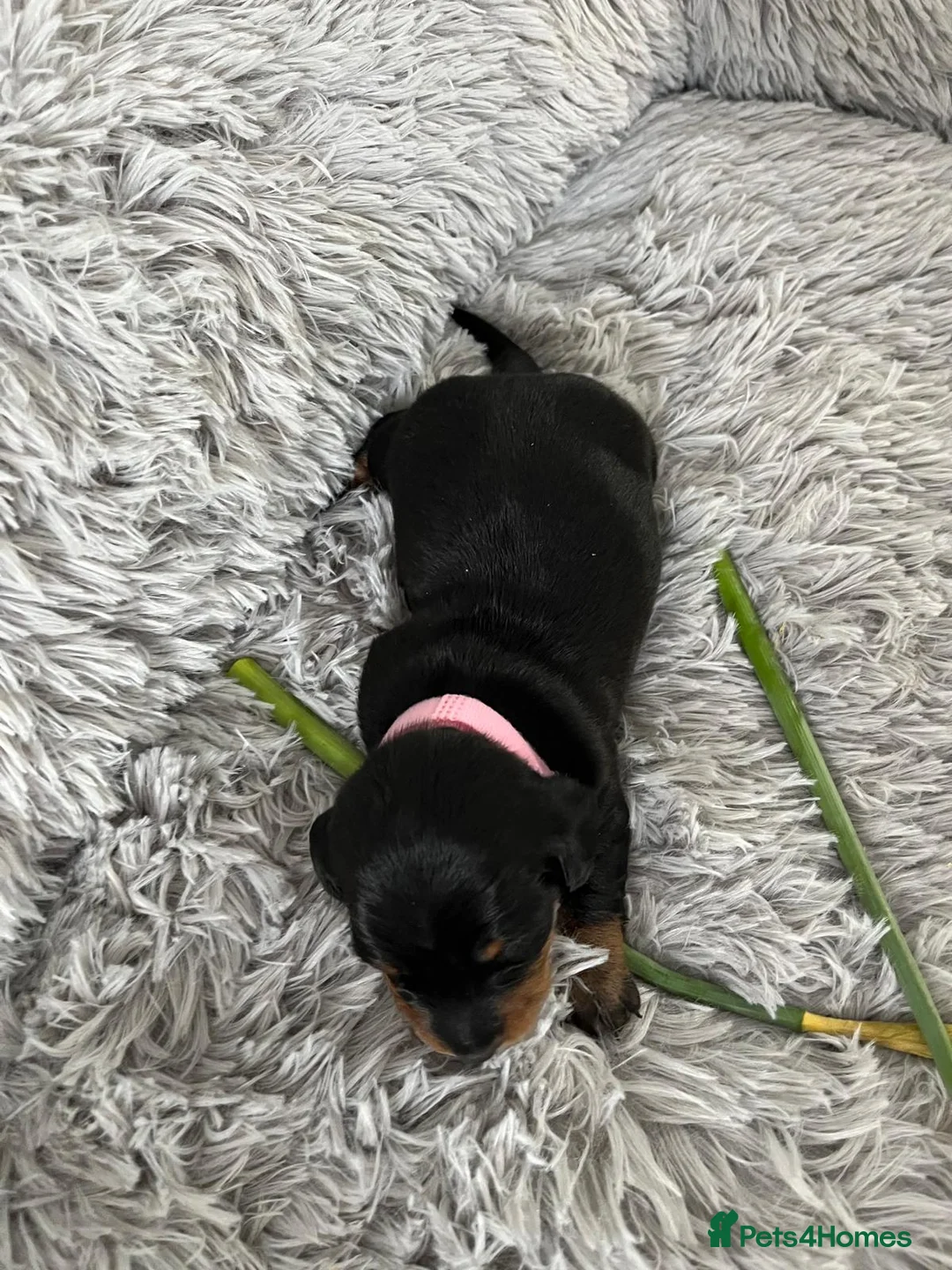 Miniature Dachshund dogs for sale: Miniature Dachshund  - Advert 1