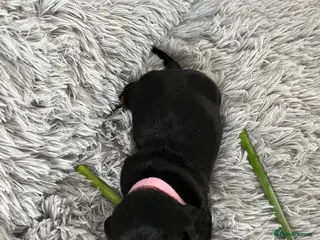 Miniature Dachshund dogs Miniature Dachshund in Mountain Ash - Advert 2