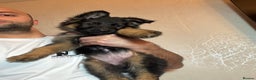 German Shepherd dogs for sale: German Shepherd Puppies  - Advert 12
