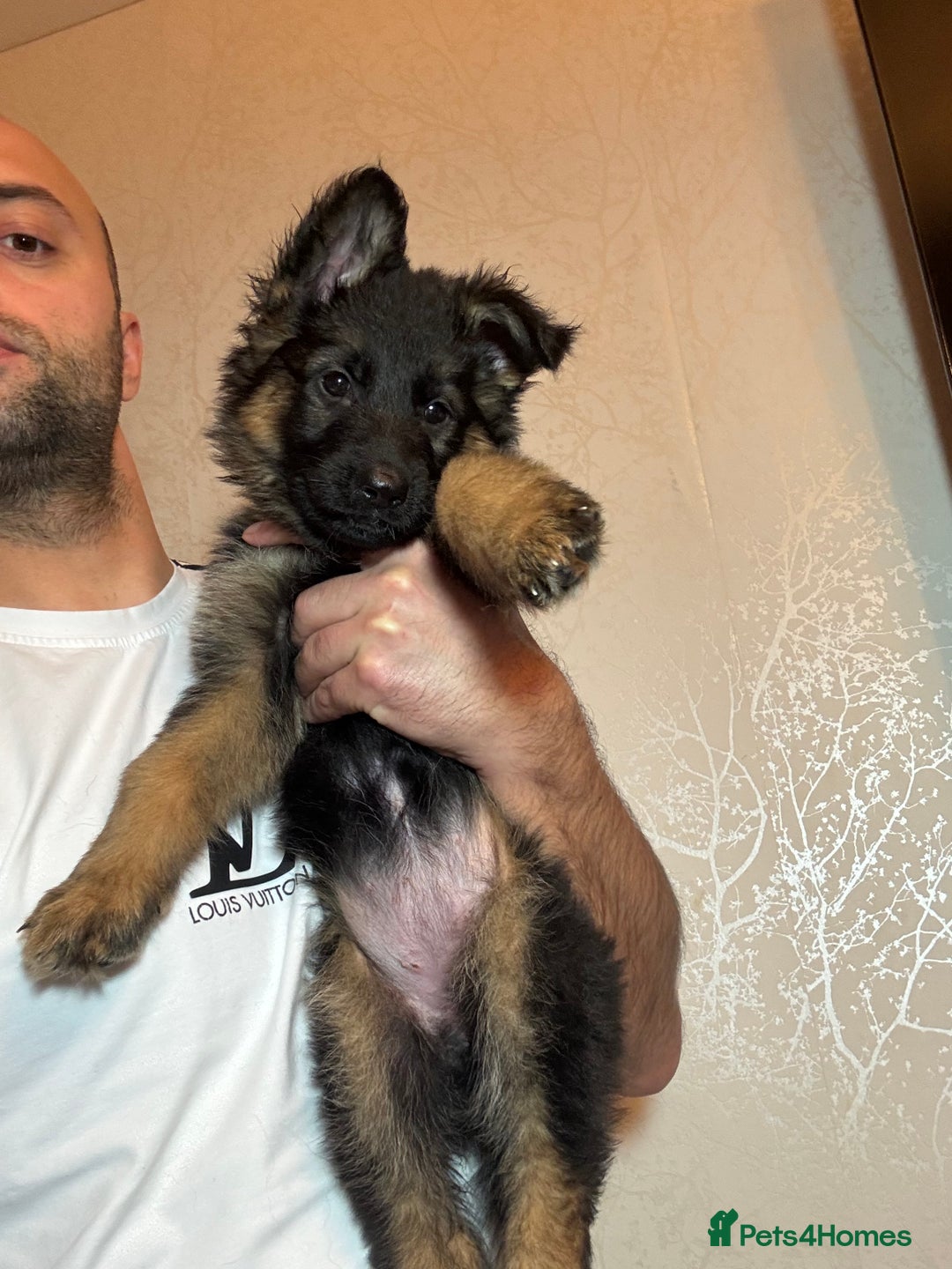 German Shepherd dogs for sale: German Shepherd Puppies  - Advert 12