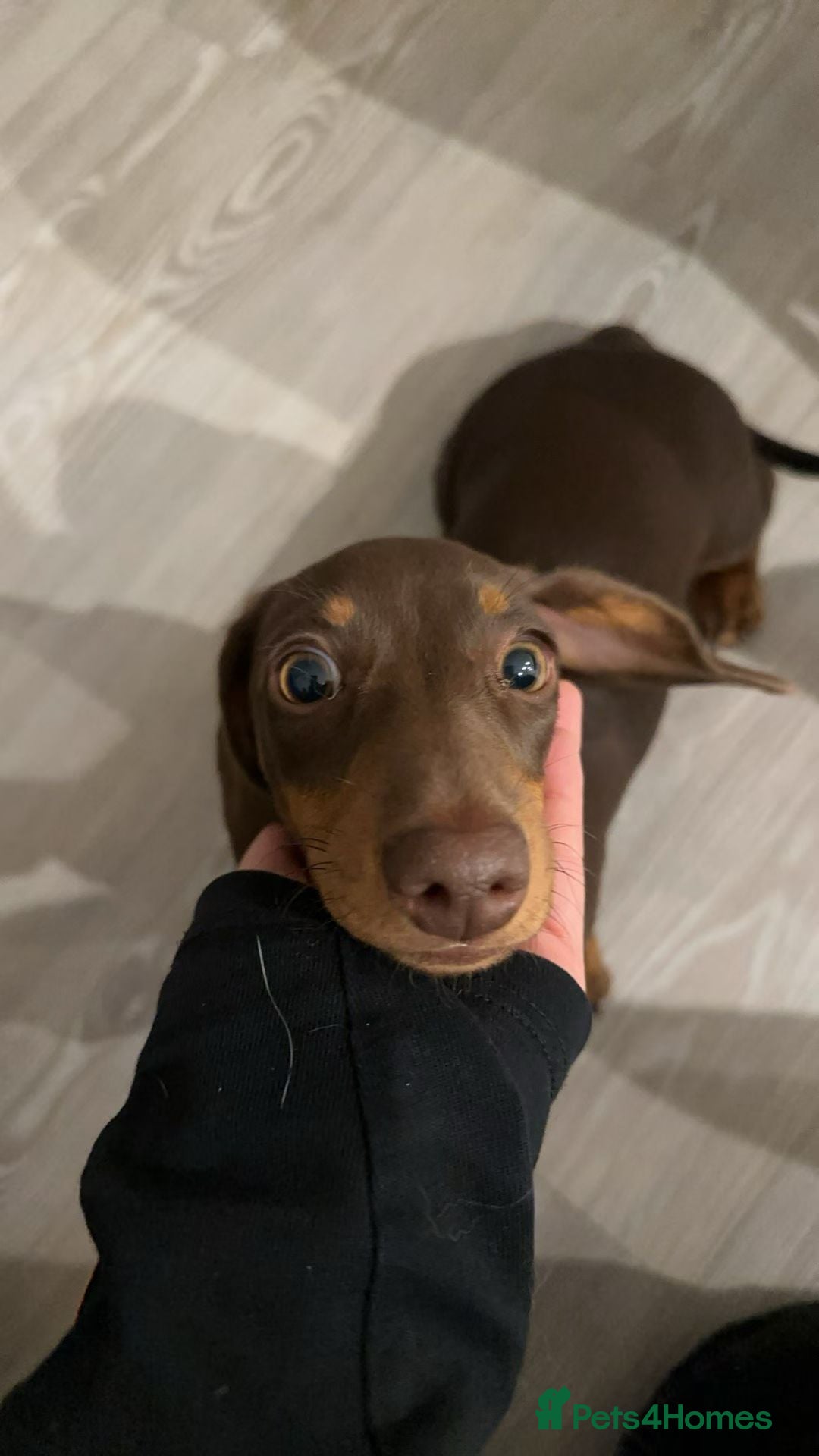 Dachshund dogs for sale: Adorable, Affectionate Dachshund Puppy for Sale🥰 - Advert 4