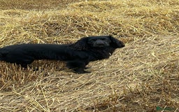 Cocker Spaniel dogs for sale: Stunning KC Reg Cocker Spaniel Pups Choco/Black - Image 31