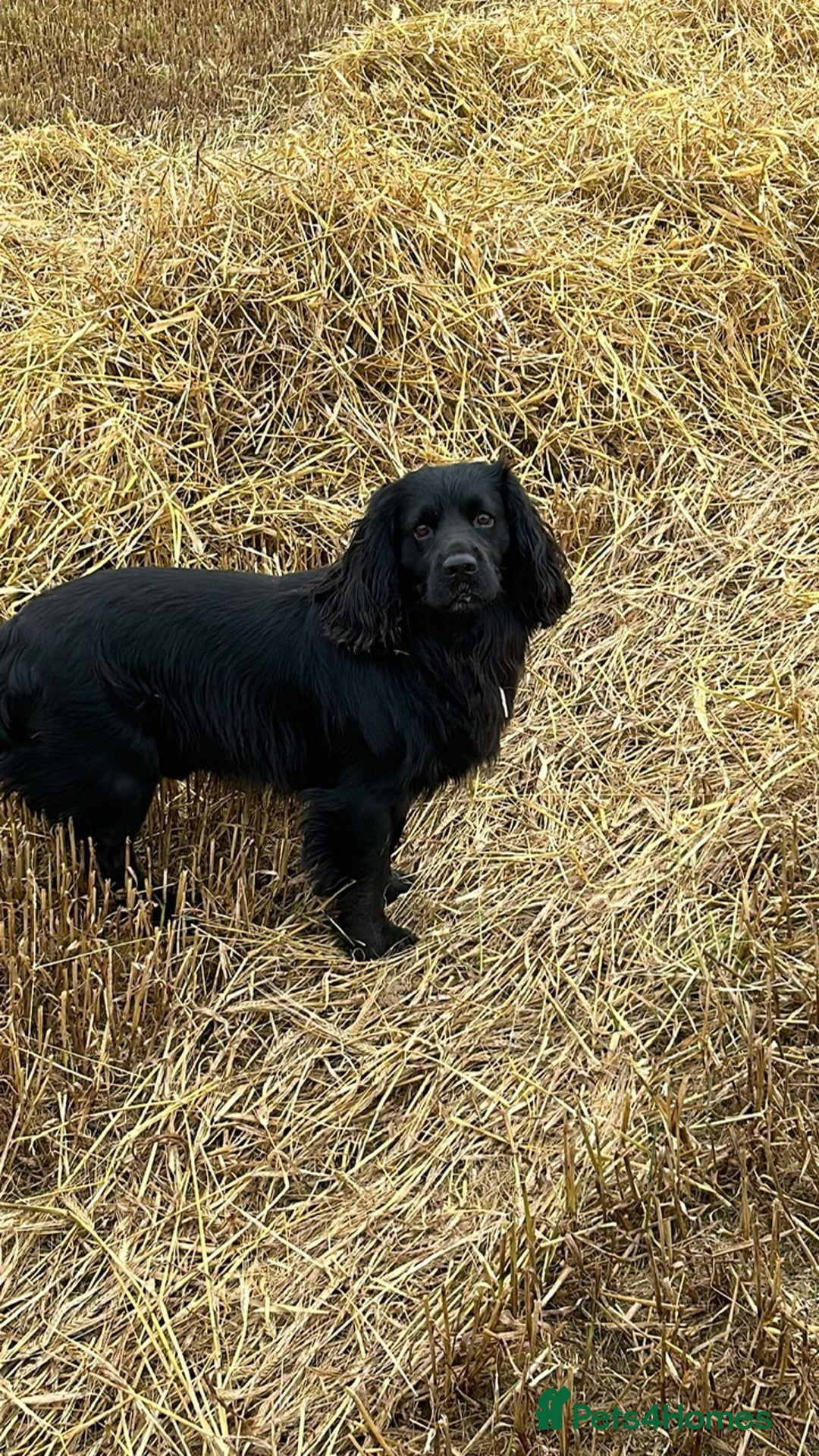 Cocker Spaniel dogs for sale: Stunning KC Reg Cocker Spaniel Pups Choco/Black - Image 31