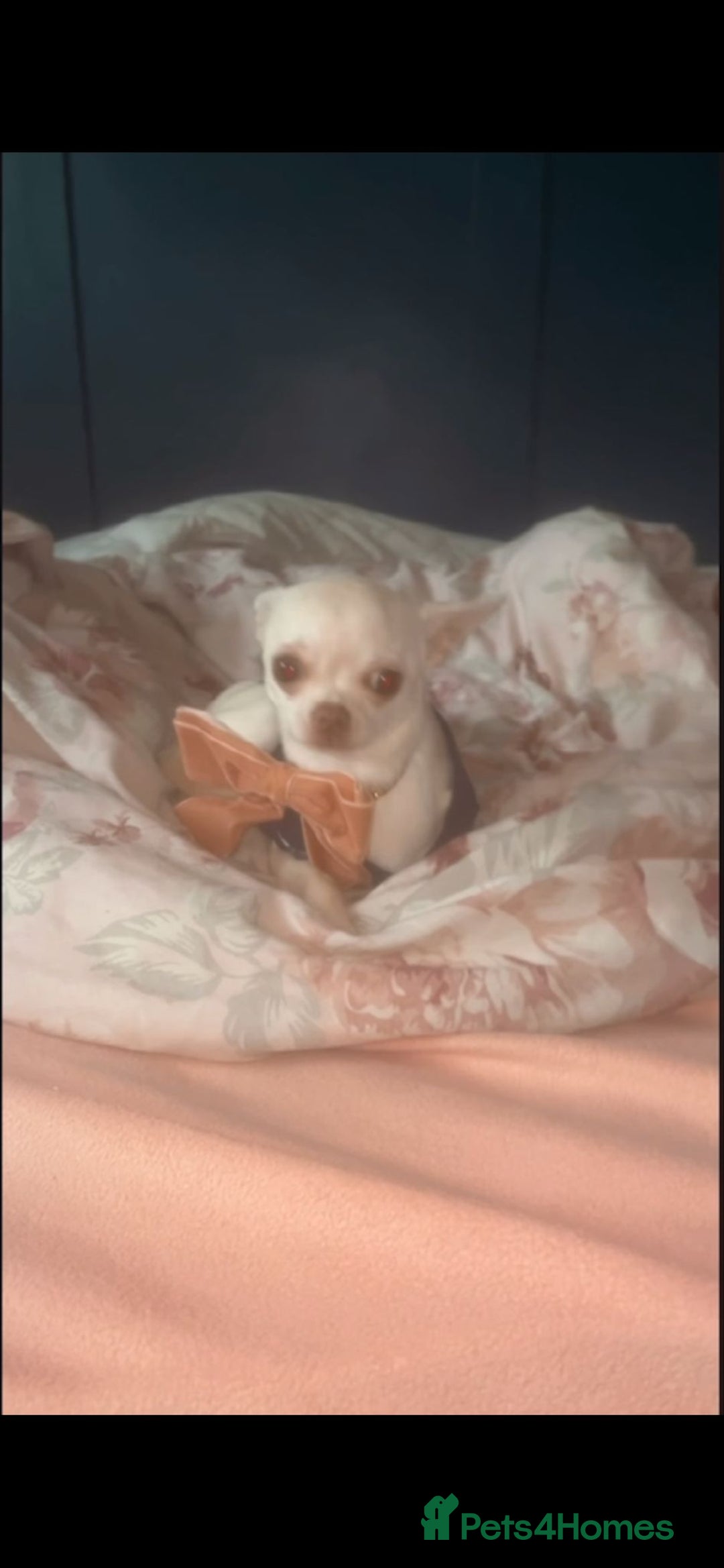 Chihuahua dogs for sale: Female applehead chihuahua - Image 4