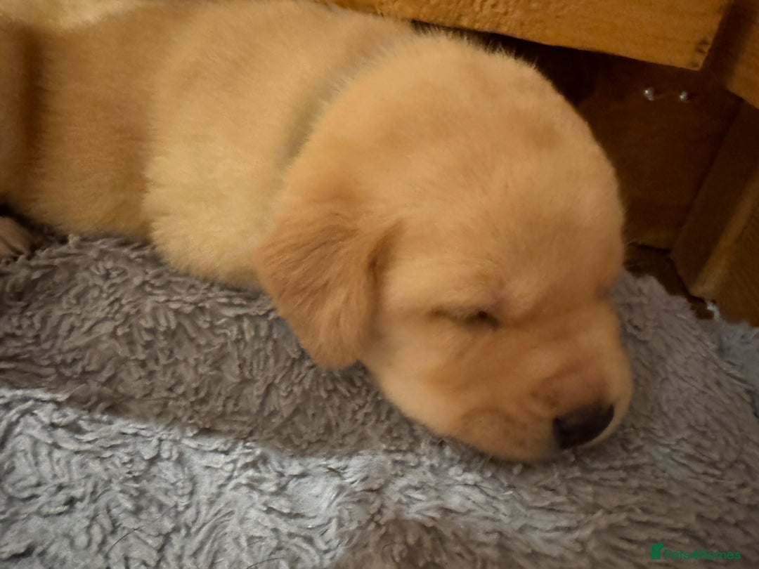 Labrador Retriever dogs for sale: English yellow Labradors  - Image 26