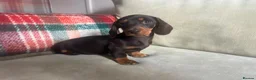 Miniature Dachshund dogs for sale: 4 miniature dachshunds - Advert 28