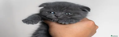 Scottish Fold Female 