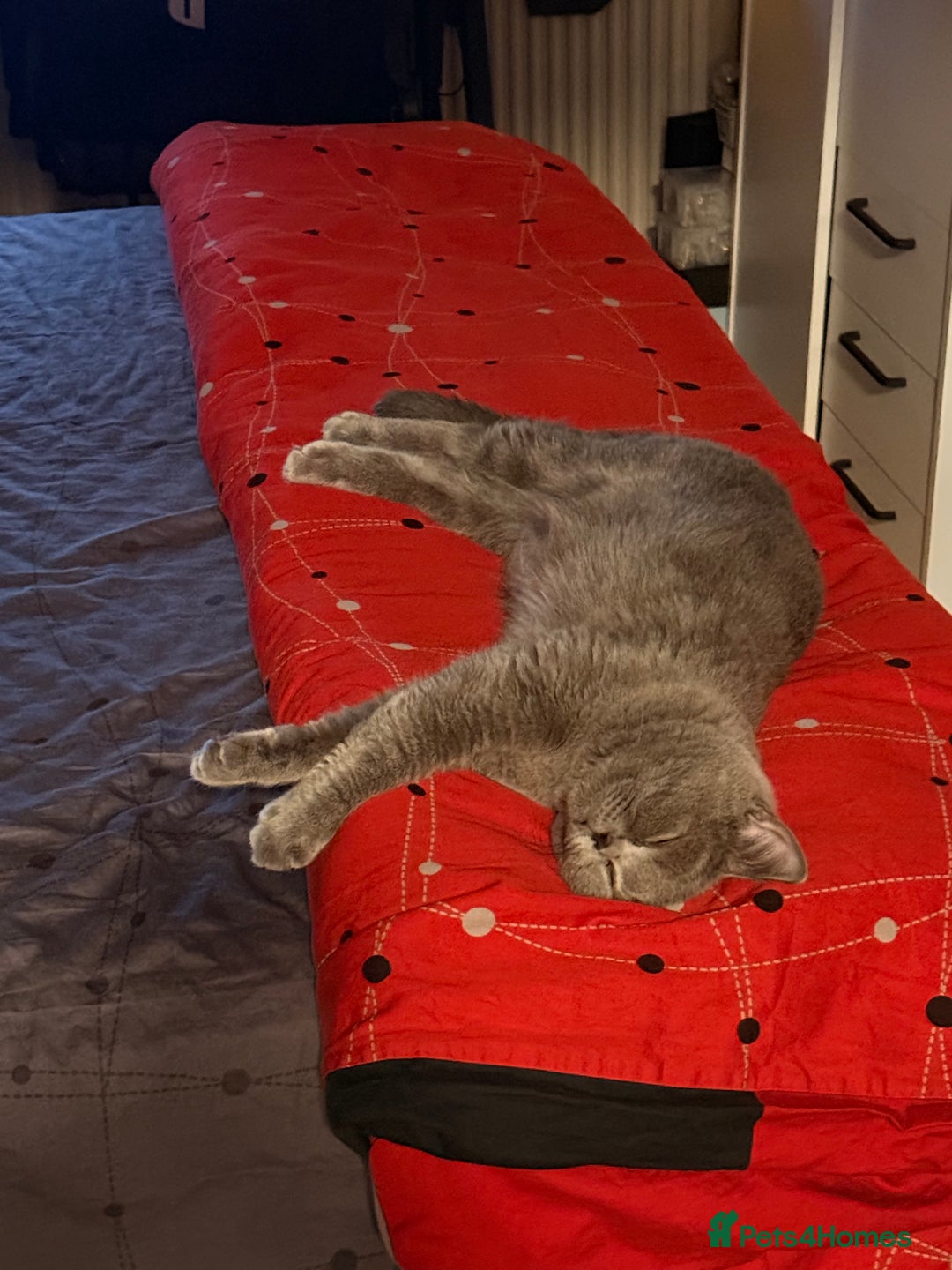 Scottish Fold cats for sale: Scottish Fold&British Shorthair.Vaccinated&Ready - Advert 23