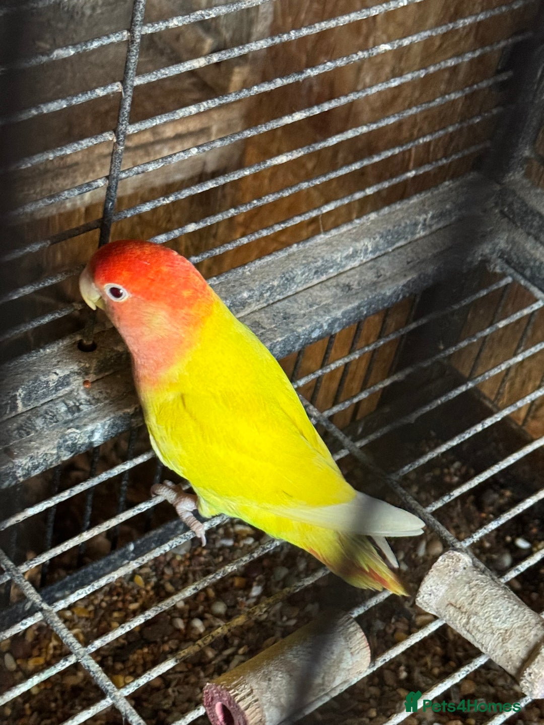 Lovebirds birds for sale: BEAUTIFUL YELLOW LOVE BIRD FOR SALE - Advert 1