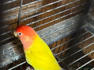 Lovebirds birds BEAUTIFUL YELLOW LOVE BIRD FOR SALE - Advert 1