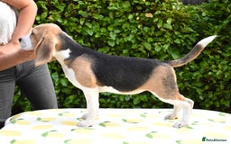 Beagle dogs for sale: Beautiful KC Beagle Puppy  - Image 3