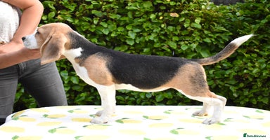 Beagle dogs - Advert 15