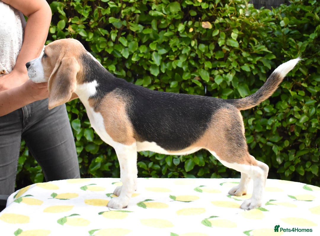 Beagle dogs for sale: Beautiful KC Beagle Puppy  - Image 3