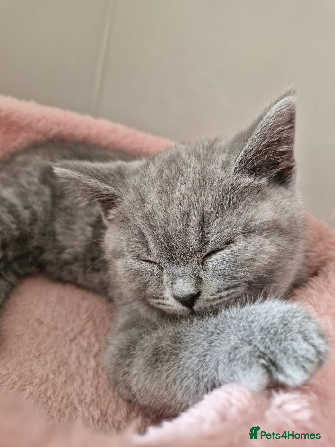 British Shorthair cats for sale: 8 Pedigree British Shorthair Kittens Blue Lilac  - Image 22