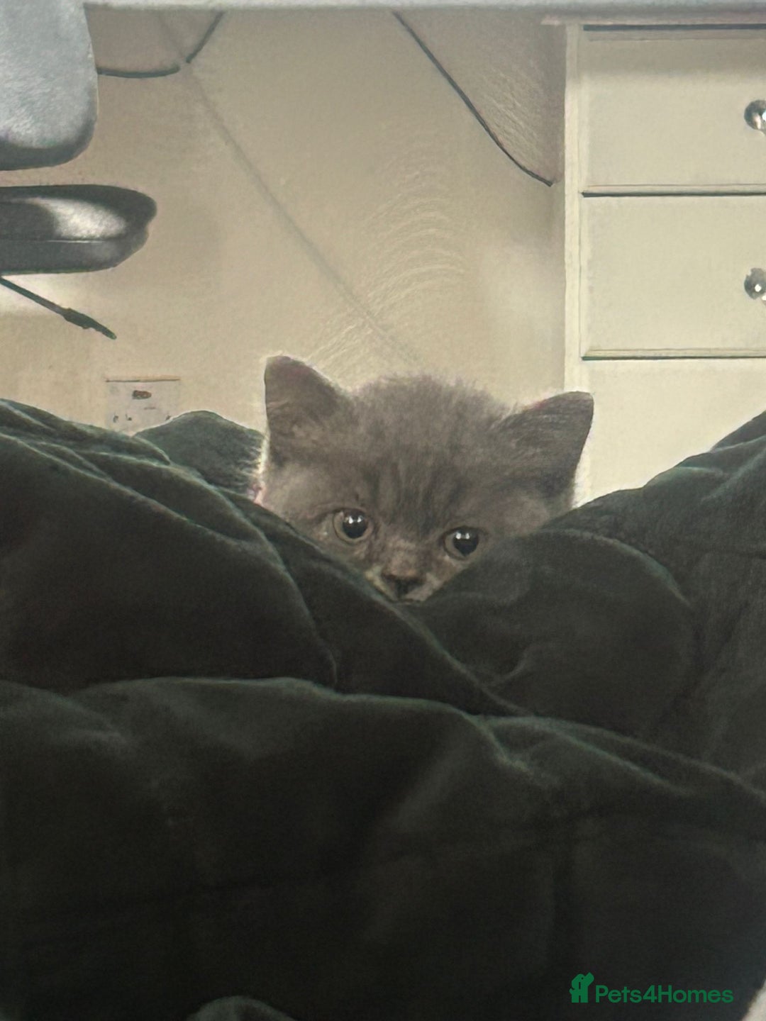 British Shorthair cats for sale: British short hair kittens - Image 2
