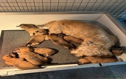 Glen of Imaal Terrier dogs for sale: Glen of Imaal terrier puppies - Image 11