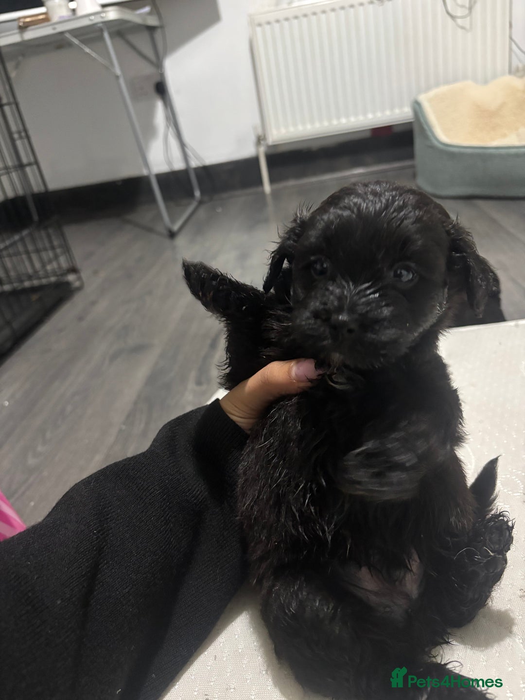 Mixed Breed dogs for sale: Last dog left - Advert 2