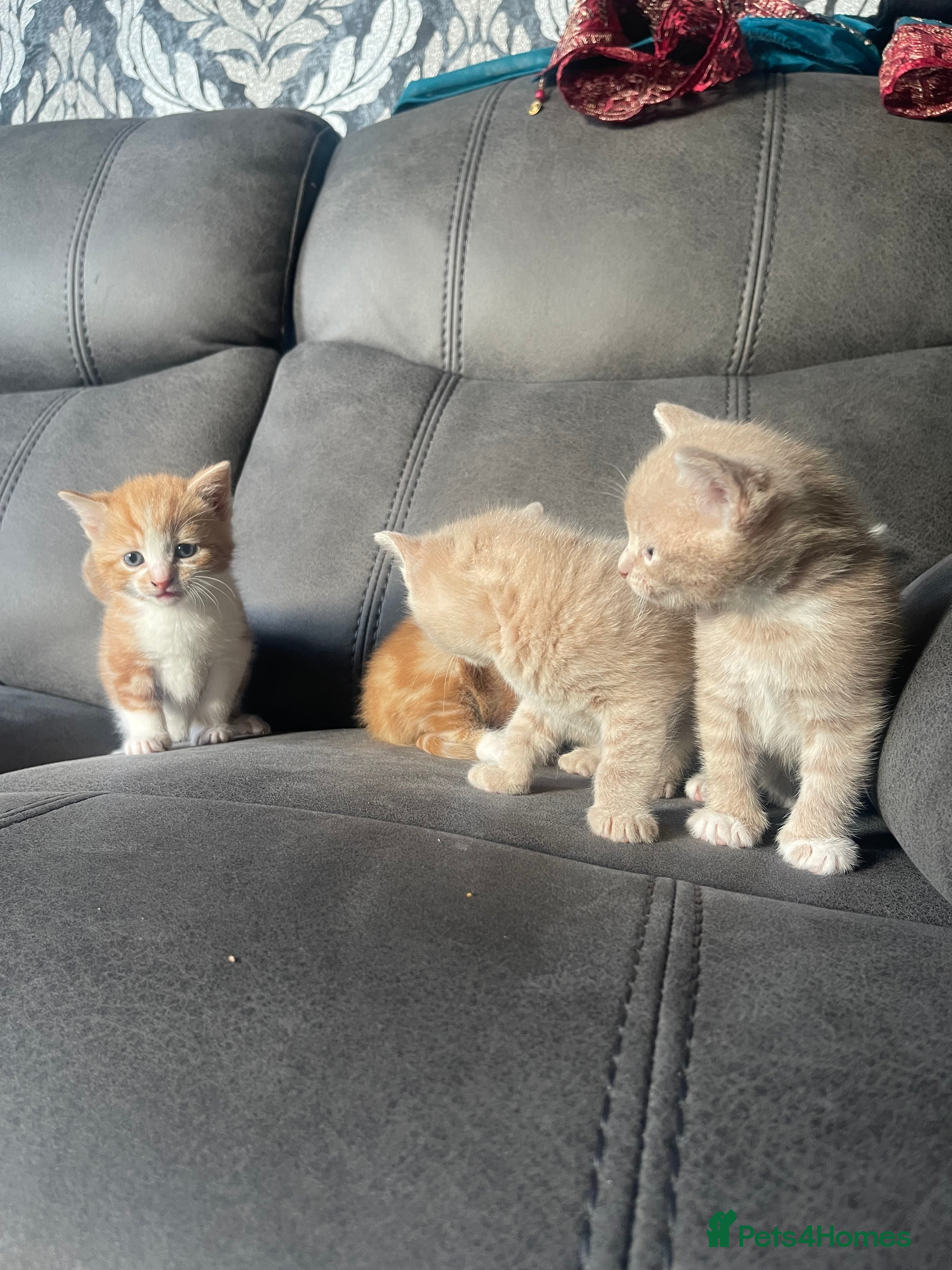 Mixed Breed cats 4 beautiful kittens for sale £200 each!! - Advert 15