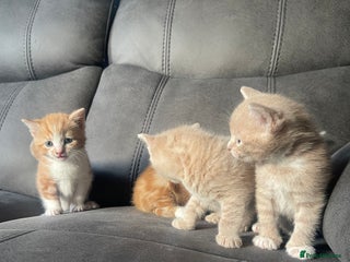 Mixed Breed cats 4 beautiful kittens for sale £200 each!! - Advert 1