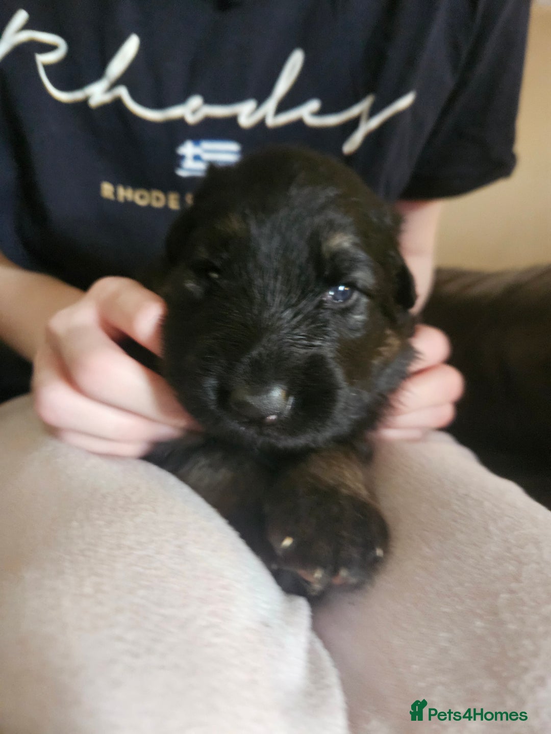 German Shepherd dogs for sale: 5 gorgeous german shepherd puppies for sale  - Advert 17