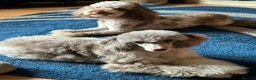 Cockapoo dogs for sale: Tiny Toy Roan and Merle Cockapoos - Advert 6