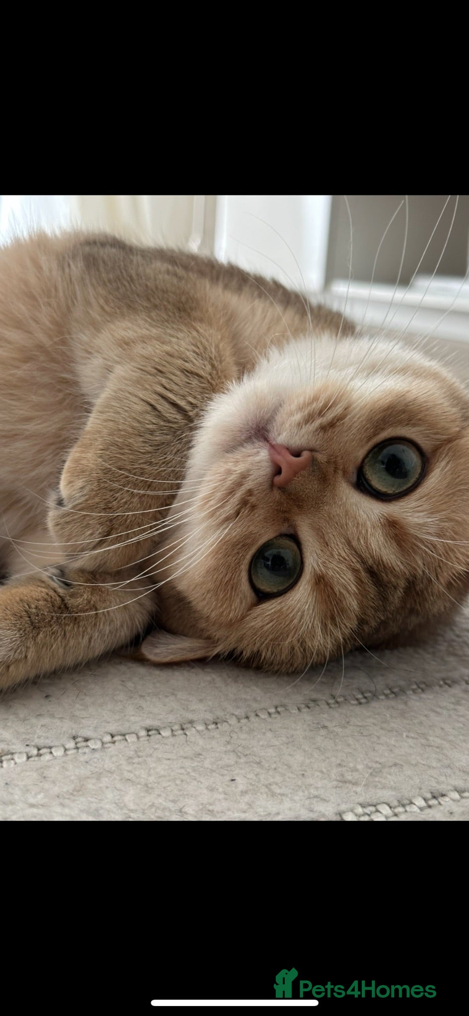 British Shorthair cats Beautiful golden BSH looking for a loving home - Advert 1