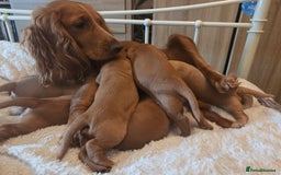 Cocker Spaniel dogs for sale: Beautiful and sweet puppy😊 - Image 2
