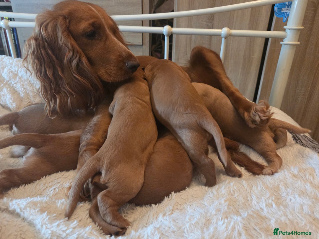 Cocker Spaniel dogs for sale: Beautiful and sweet puppy😊 - Image 2