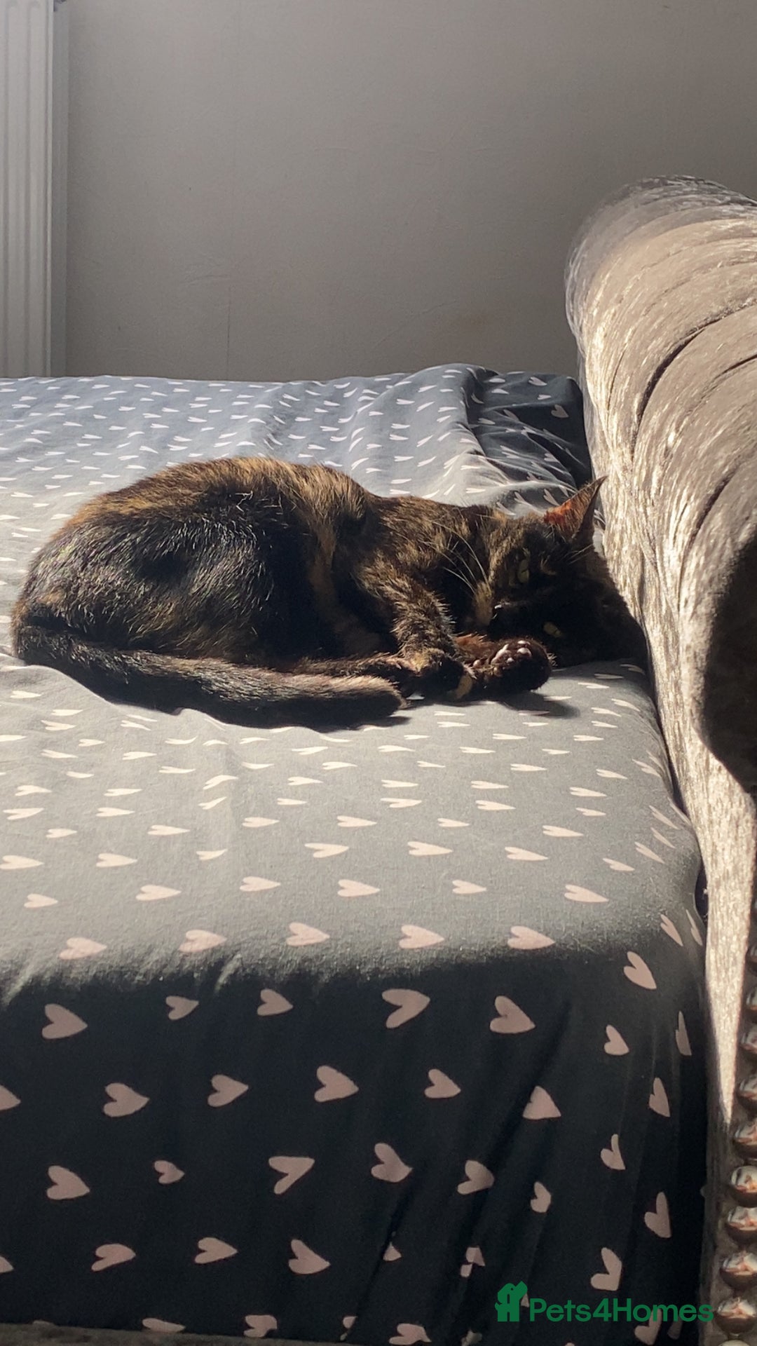 British Shorthair cats for sale: Juno the Tortoiseshell 🫶🏽 - Image 4
