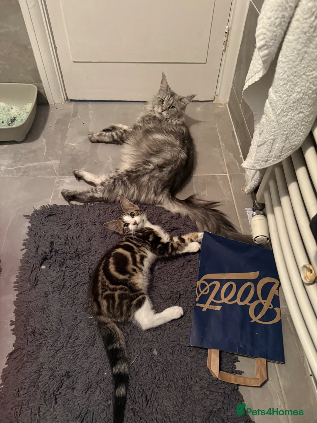 Maine Coon cats for sale: Last Boy Available! 🐾 - Advert 2