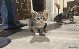 Mixed Breed cats for sale: 4 stunning tabby kittens - Image 6