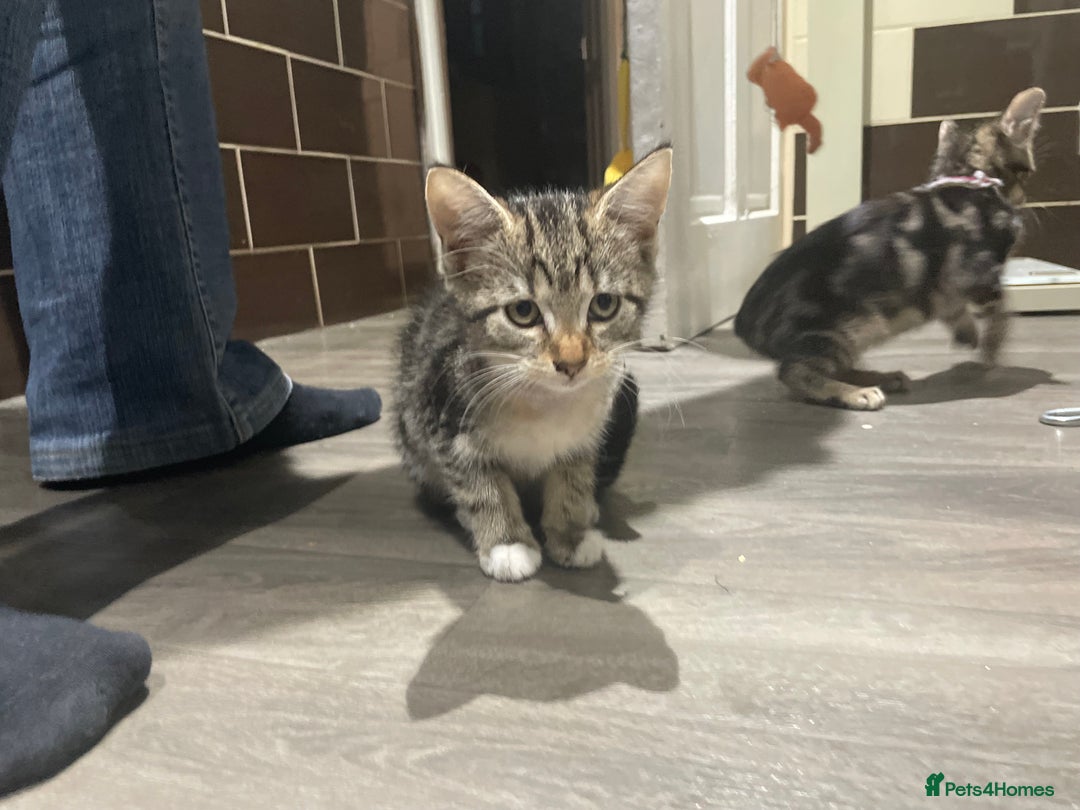 Mixed Breed cats for sale: 4 stunning tabby kittens - Image 6
