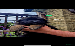 German Shepherd dogs for sale: KC reg health tested German shepherd puppies  - Image 4