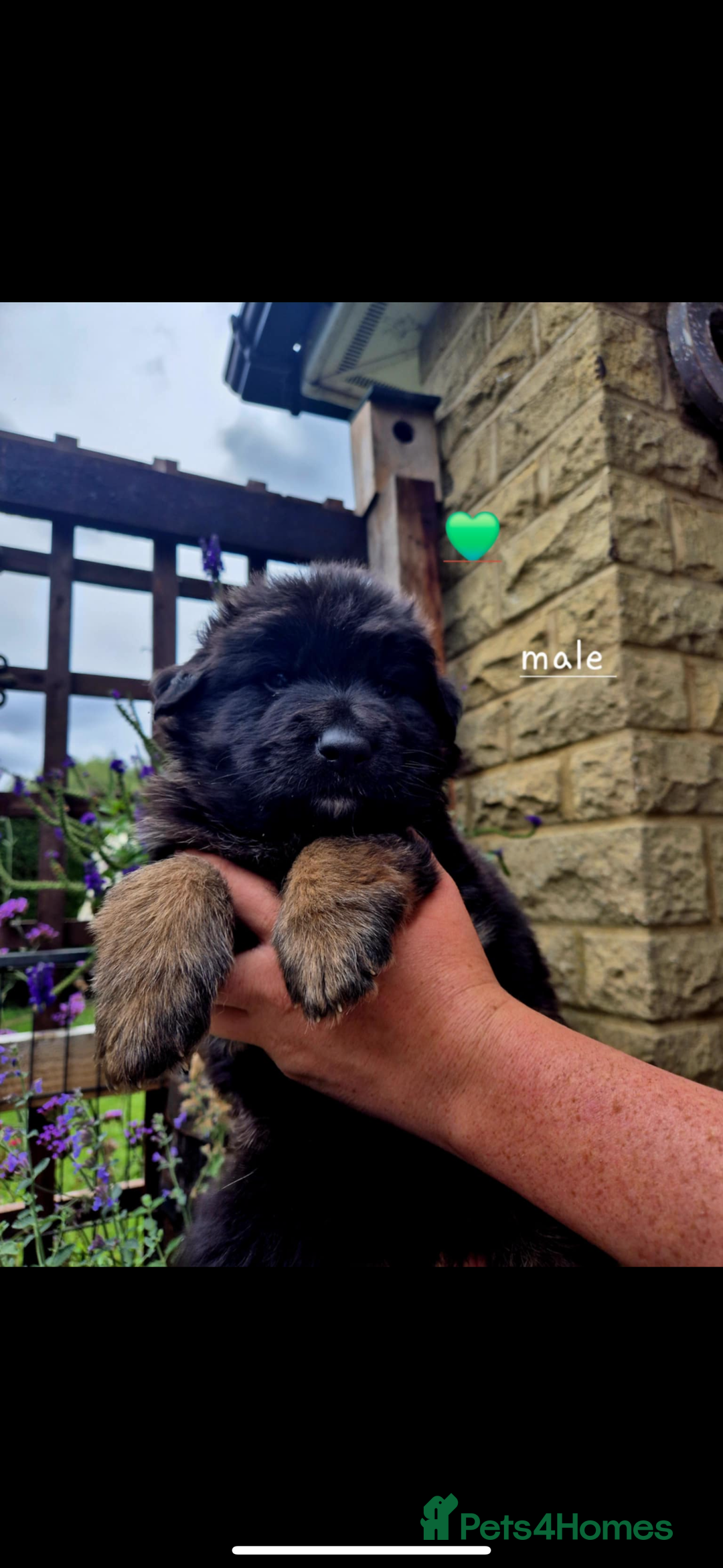 German Shepherd dogs for sale: KC reg health tested German shepherd puppies  - Image 4