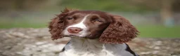 English Springer Spaniel dogs for sale: Rowanvale's Trained Jennie  - Advert 1