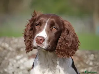 English Springer Spaniel dogs Rowanvale's Trained Jennie - Advert 4