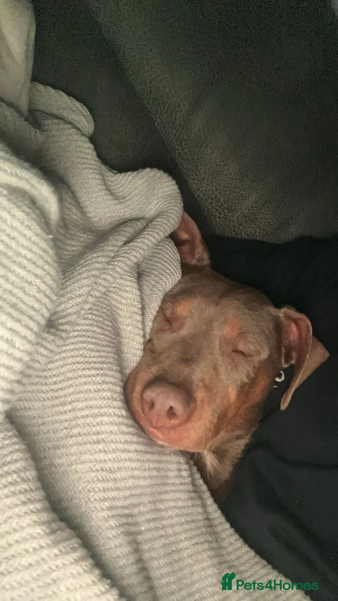 Mixed Breed dogs for sale: Doberman and Doberman x staffy  - Advert 20