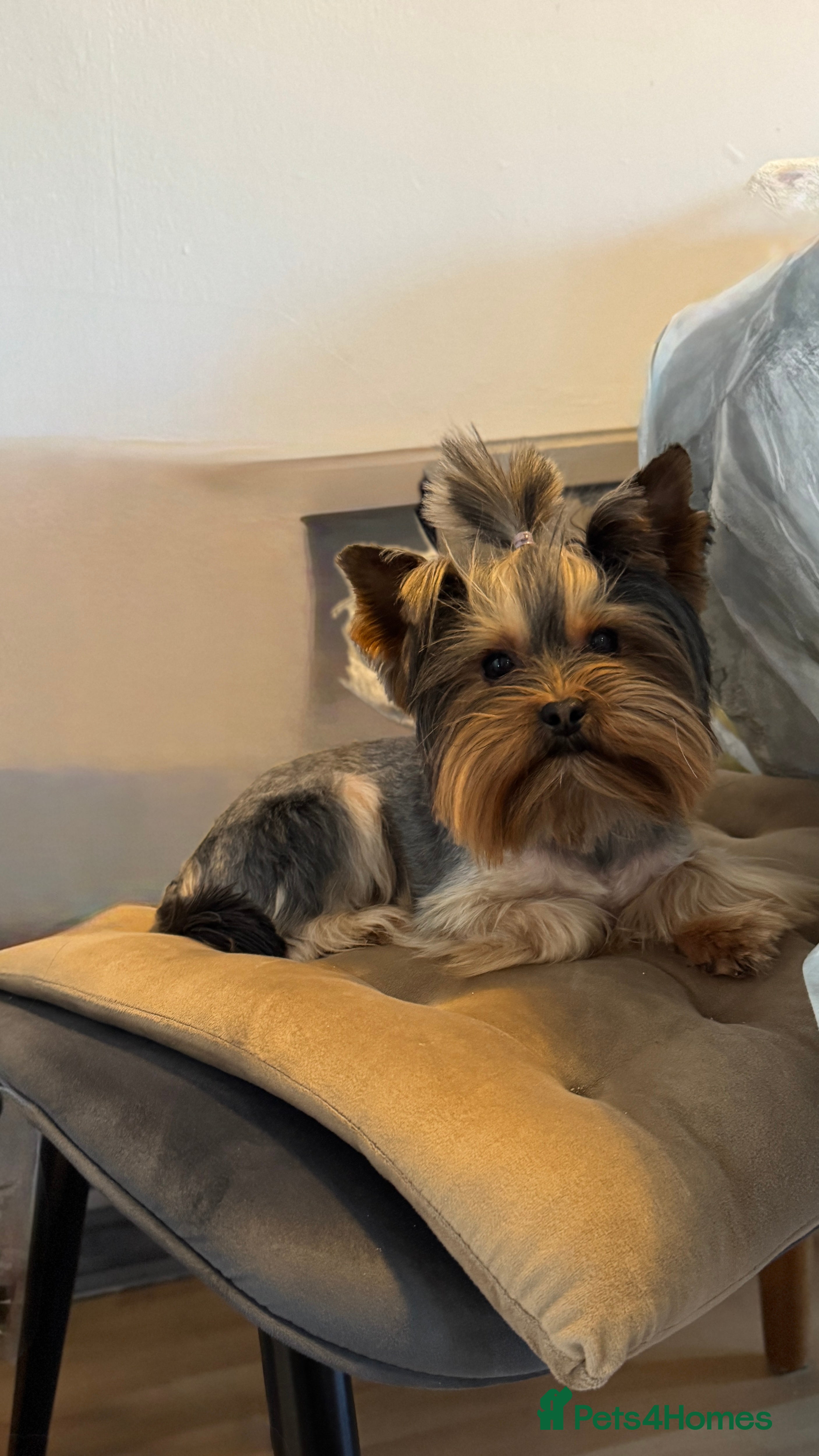 Yorkshire Terrier dogs Rocky in Hornchurch - Advert 16