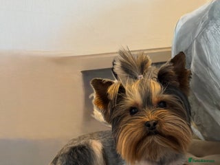 Yorkshire Terrier dogs Rocky in Hornchurch - Advert 12