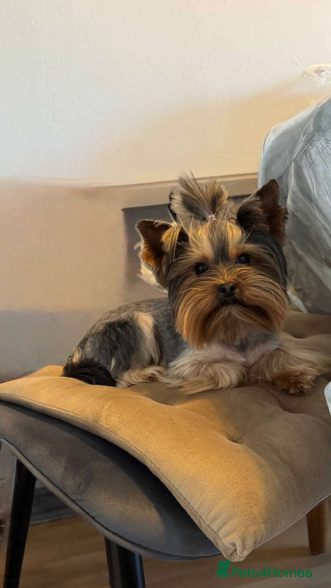 Yorkshire Terrier dogs for stud: Rocky in Hornchurch - Advert 1