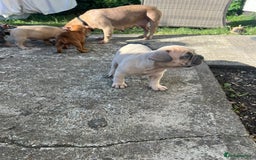Mixed Breed dogs for sale: French bulldog X English bulldog  - Image 5