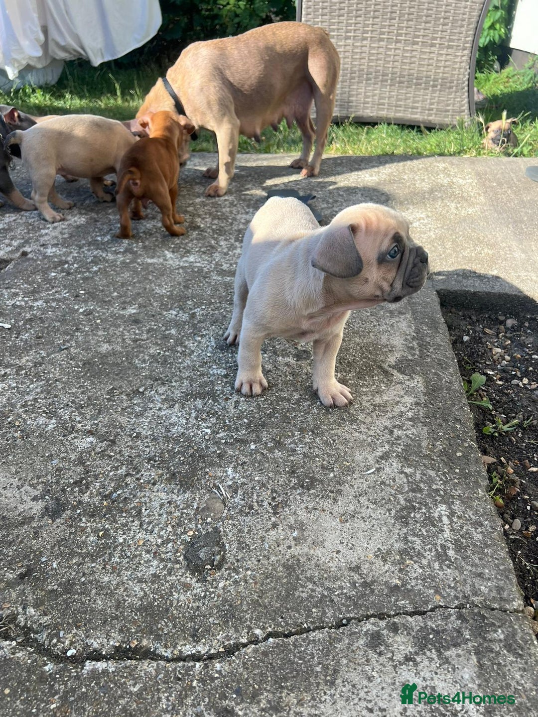 Mixed Breed dogs for sale: French bulldog X English bulldog  - Image 5