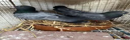 Pigeons birds for sale: Quality 2025 Racing Pigeon Pairs Available - Advert 2