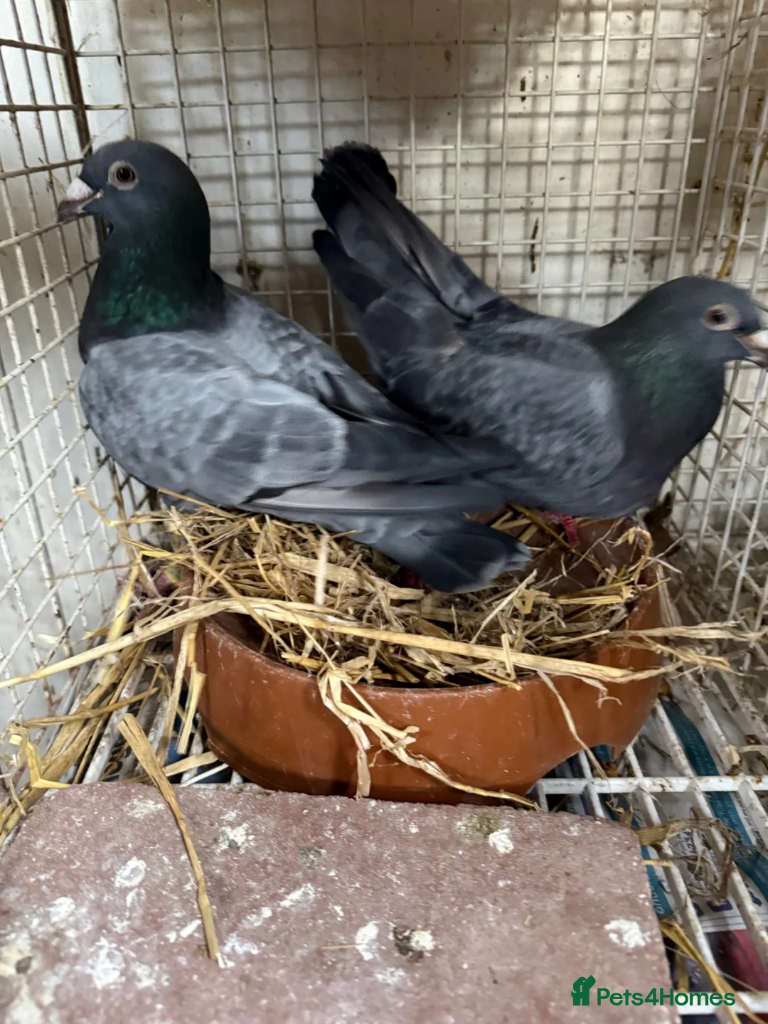 Pigeons birds for sale: Quality 2025 Racing Pigeon Pairs Available - Advert 2