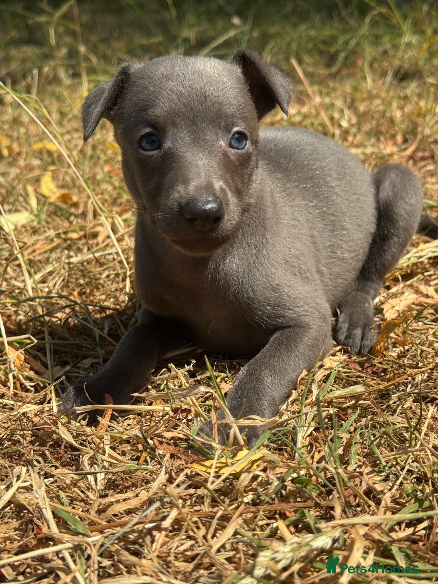 Whippet dogs KC REG BLUE WHIPPETS BVA AND HEART TESTED PARENTS - Advert 1